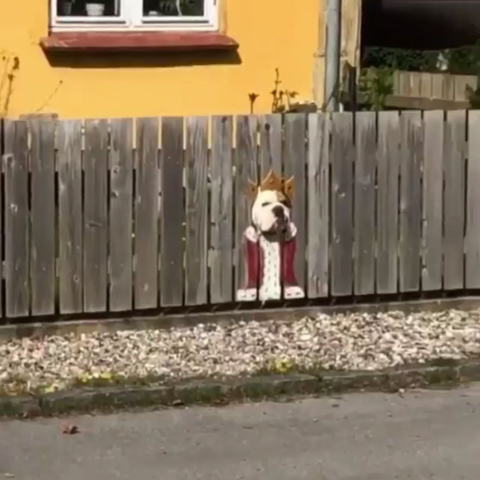 This Bulldog Loves Watching The Street Through A Hole, So His Owners Paint 2 Costumes On The Fence This Bulldog Loves Watching The Street Through A Hole, So His Owners Paint 2 Costumes On The Fence