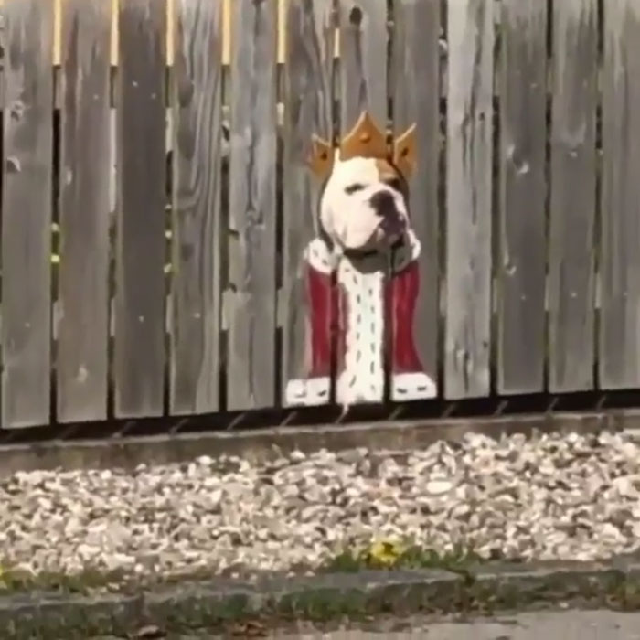 This Bulldog Loves Watching The Street Through A Hole, So His Owners Paint 2 Costumes On The Fence This Bulldog Loves Watching The Street Through A Hole, So His Owners Paint 2 Costumes On The Fence