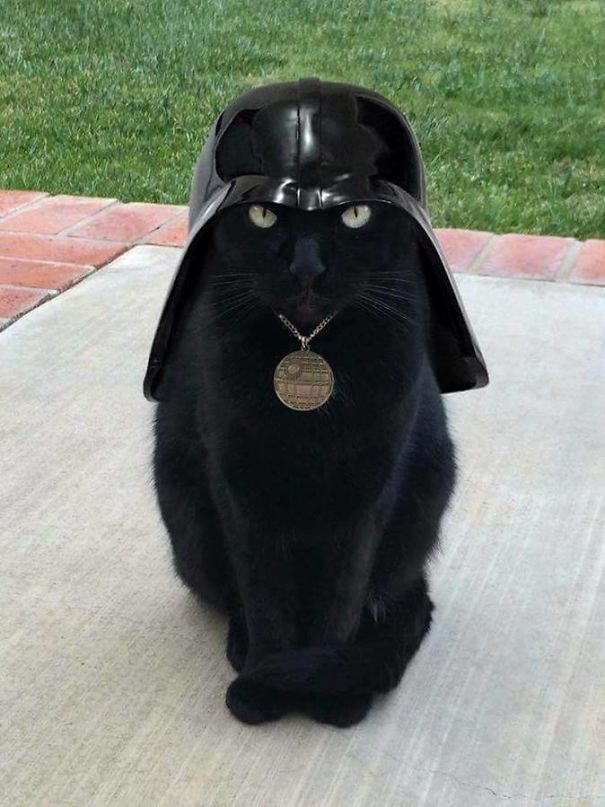 cat-Darth-Vator-5eb4058a35ef7.jpg