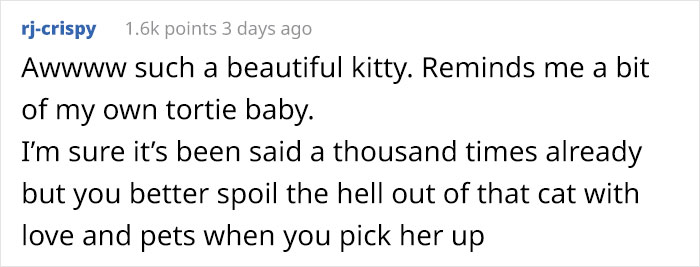 Person Has Their Parents Watch Their Cat During Their First Year Of College, Parents Secretly Give It Away