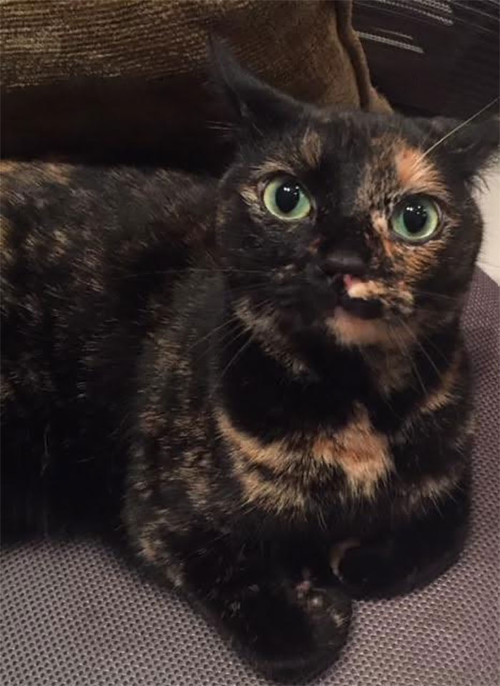 Person Has Their Parents Watch Their Cat During Their First Year Of College, Parents Secretly Give It Away