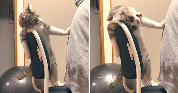 This Funny Cat Takes Over Twitter By Trying To Prevent Her Owner From Sitting On Her Chair