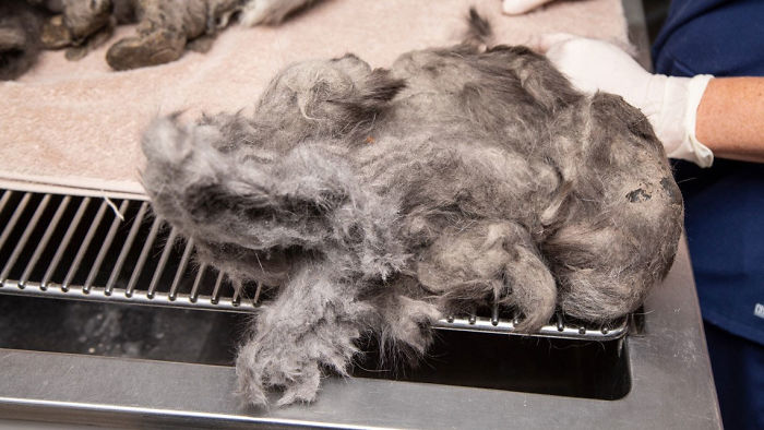 Arizona Humane Society Removes 2 Pounds Of Matted Fur From Fluffer The Cat, She Gets Adopted 2 Days Later