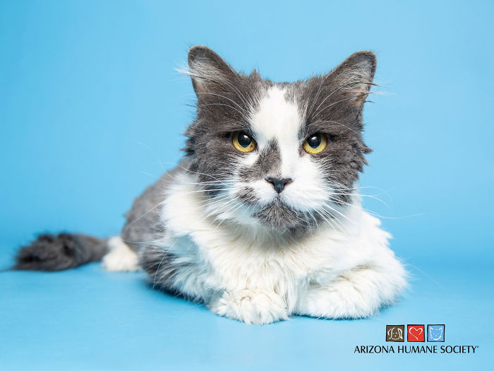 Arizona Humane Society Removes 2 Pounds Of Matted Fur From Fluffer The Cat, She Gets Adopted 2 Days Later