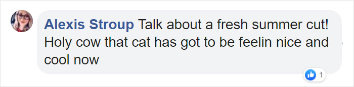 Arizona Humane Society Removes 2 Pounds Of Matted Fur From Fluffer The Cat, She Gets Adopted 2 Days Later