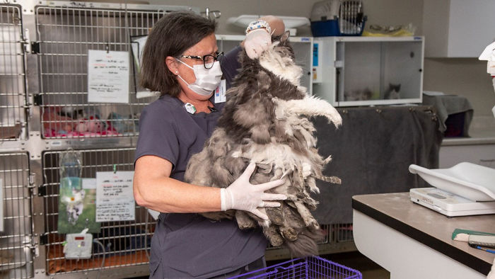 Arizona Humane Society Removes 2 Pounds Of Matted Fur From Fluffer The Cat, She Gets Adopted 2 Days Later