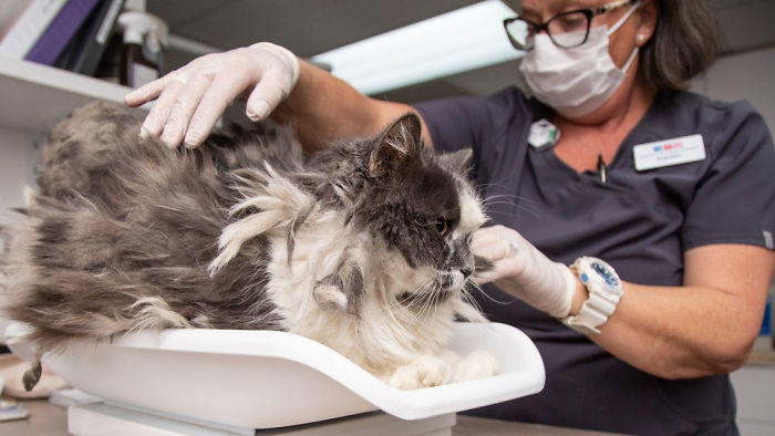 Arizona Humane Society Removes 2 Pounds Of Matted Fur From Fluffer The Cat, She Gets Adopted 2 Days Later