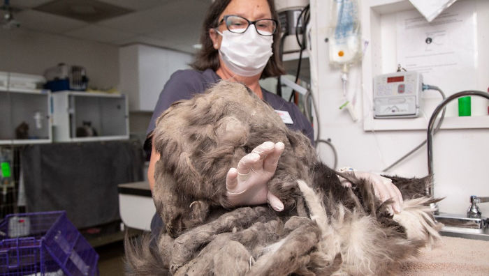 Arizona Humane Society Removes 2 Pounds Of Matted Fur From Fluffer The Cat, She Gets Adopted 2 Days Later