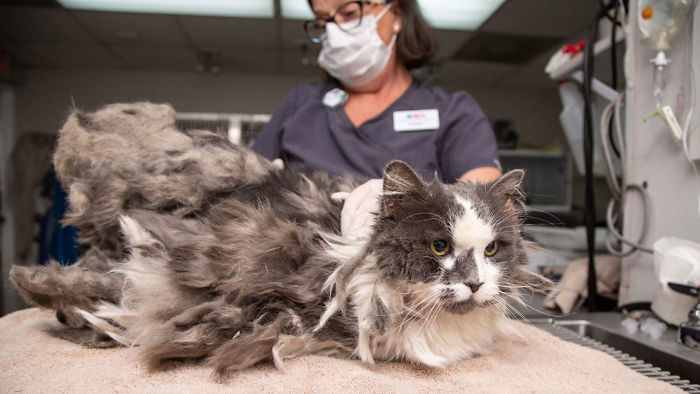 Arizona Humane Society Removes 2 Pounds Of Matted Fur From Fluffer The Cat, She Gets Adopted 2 Days Later
