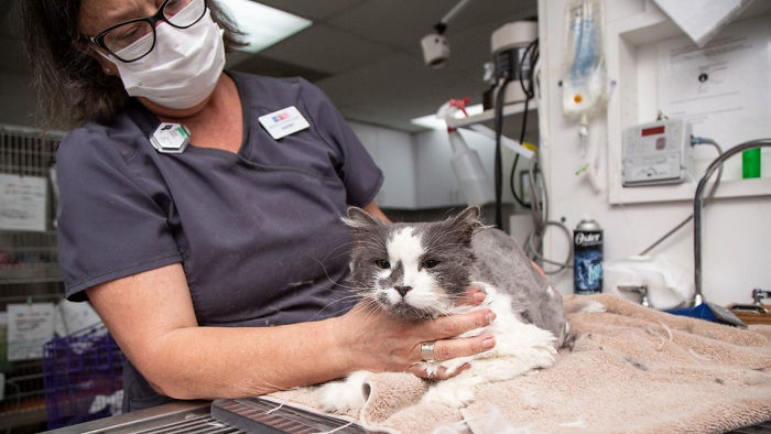 Arizona Humane Society Removes 2 Pounds Of Matted Fur From Fluffer The Cat, She Gets Adopted 2 Days Later