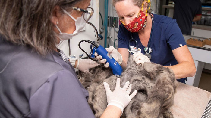 Arizona Humane Society Removes 2 Pounds Of Matted Fur From Fluffer The Cat, She Gets Adopted 2 Days Later