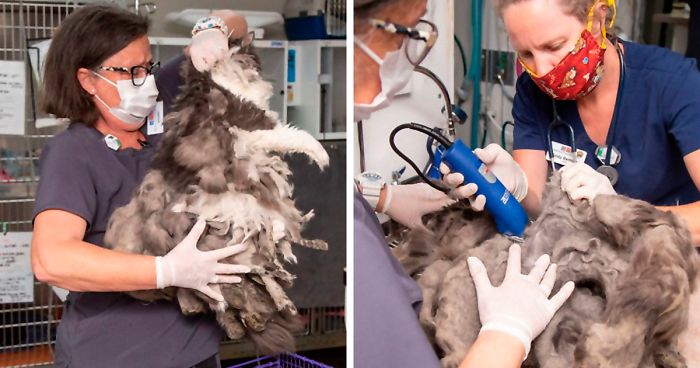 Arizona Humane Society Removes 2 Pounds Of Matted Fur From Fluffer The Cat, She Gets Adopted 2 Days Later