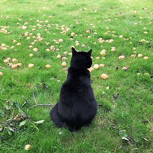 rozaustraliafrogs avatar