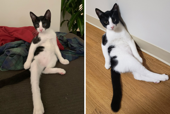 His name is Burger and we love him