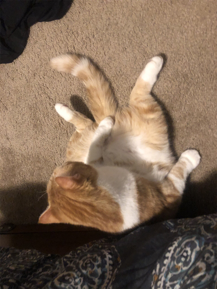 Recently caught him sitting like he was watching the game