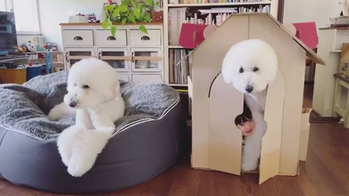 Child-Poodle-Dog-Friendship-Tamanegi-Qoo-Riku