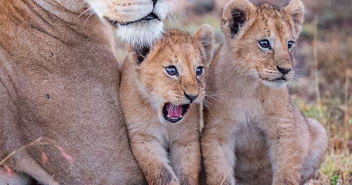 12 Best Entries So Far In The Comedy Wildlife Photography Awards 2020