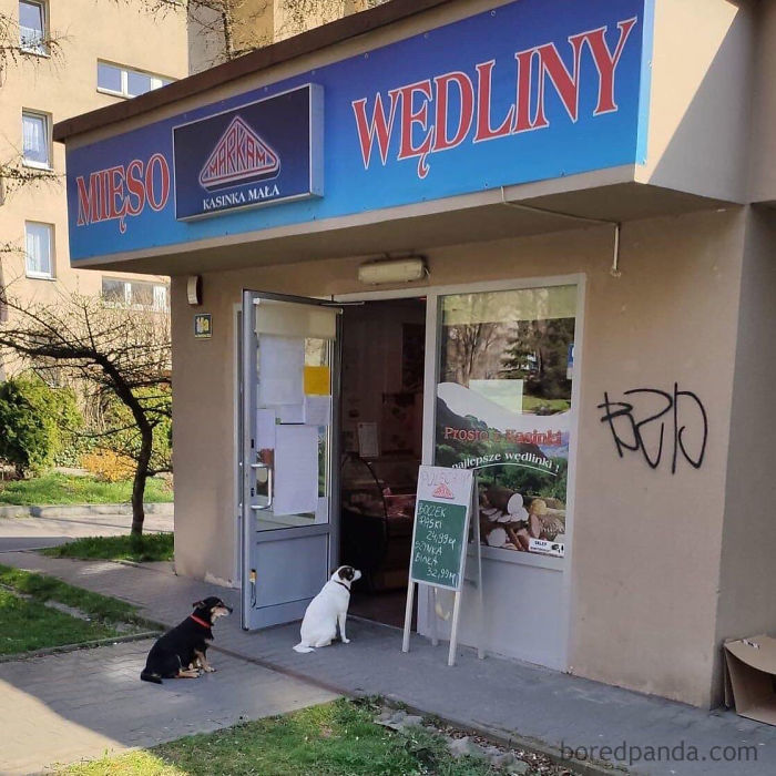 Social Dogstance In Poland