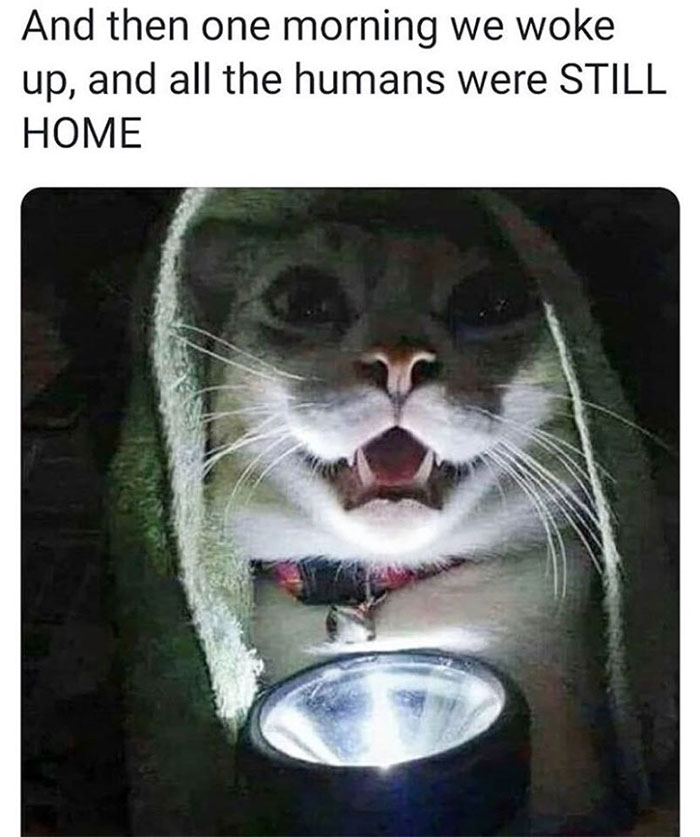 Ghost Stories For Cats