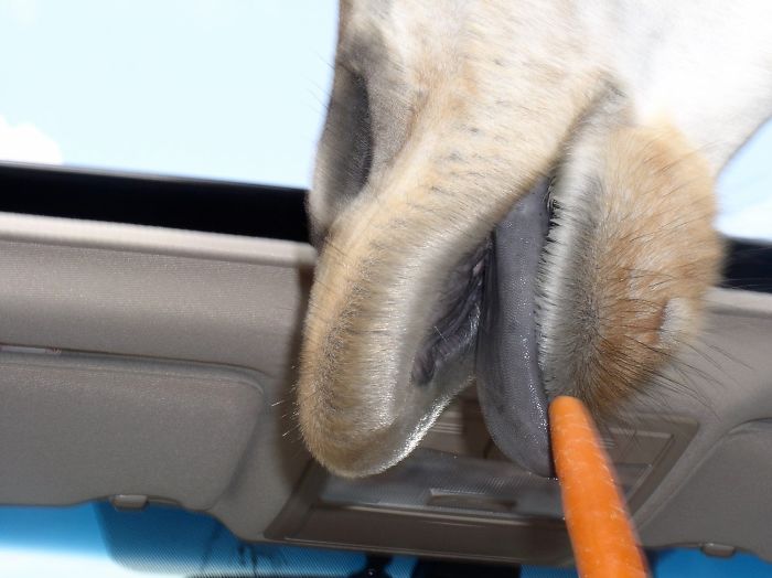 Panicked Photographic Response To The Giraffe Trying To Steal A Carrot Through My Car's Sunroof