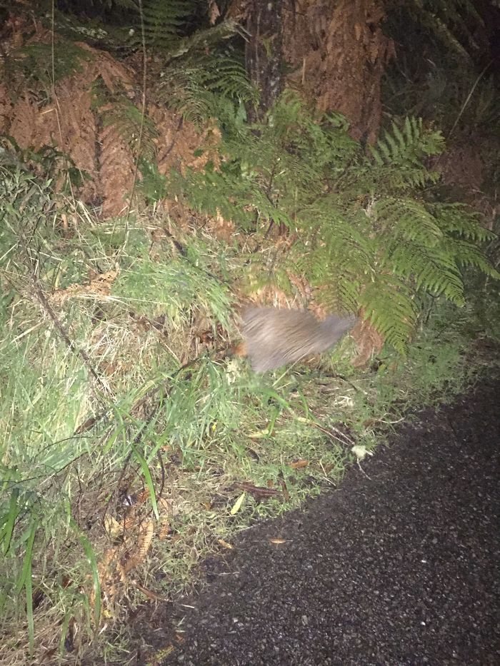 Spotted My First And Only Kiwi Bird In New Zealand. Pity It Looks Like A Bad Wig Running For Its Life