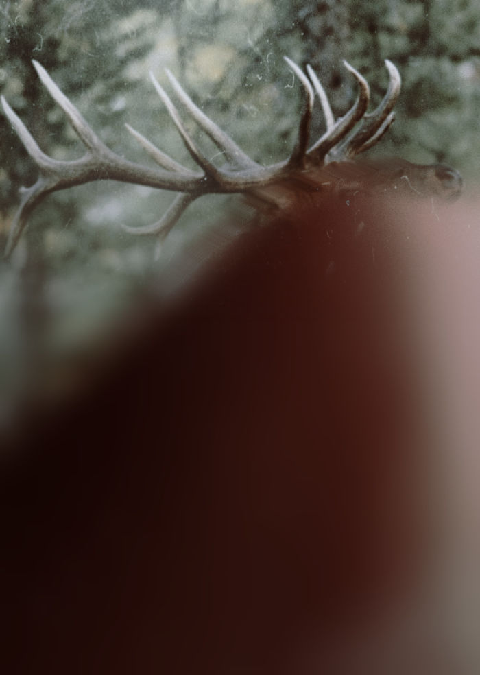 The Majestic Elk. I Took This With A Minolta Xg-1 35mm Film Camera W/300mm Chinar Lens And Zykkor 460 Ttl Fl At F-Stop 8 In 1986