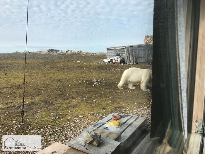 Polarbear Stopped By The Cabin, Luckely I Managed To Get A Picture Before He Headed Off