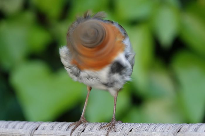 This Is Roberta Shaking Her Head At Me In The Garden