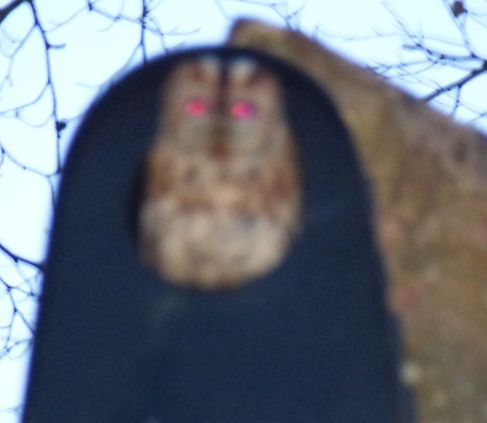 I've Been Trying To Photograph This Owl For About Six Months. Then When I Finally Saw Him, I Forgot I Had The Flash On