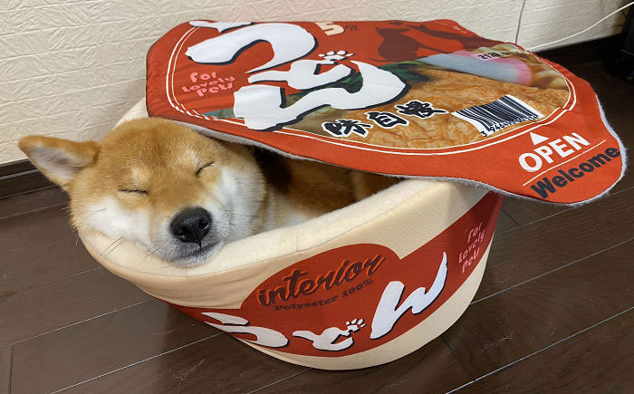 Pet Owners Are Buying Cup Noodle Beds For Their Pets And The Pics Are Ridiculously Cute