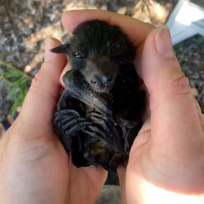 Cute Baby Bat