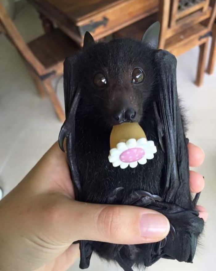Adorable Bat