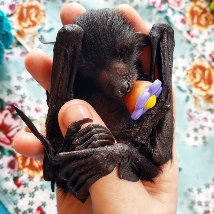 Tiny Baby Bat