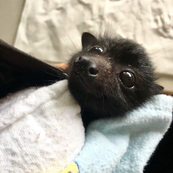 Tiny Baby Bat