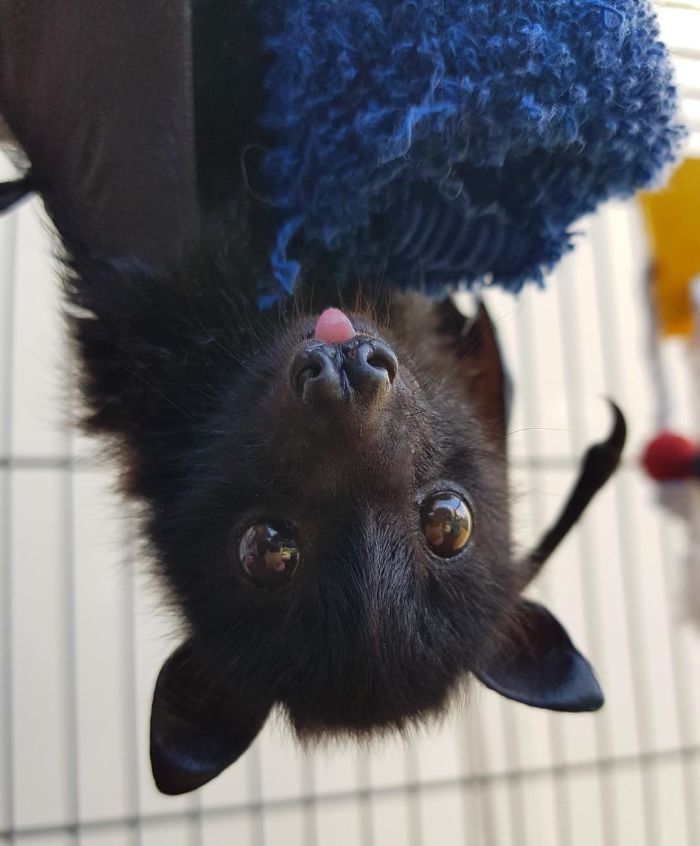 Fluffy Bat