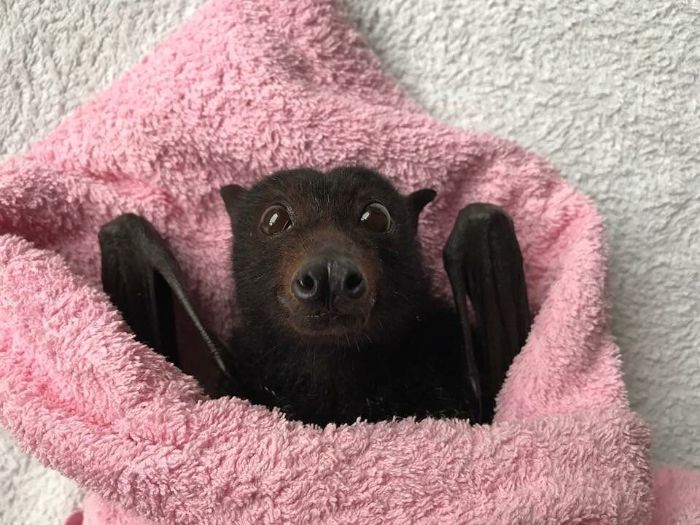 Adorable Bat In A Blanket
