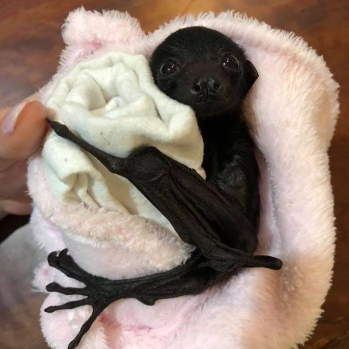 Baby Bat In Blanket