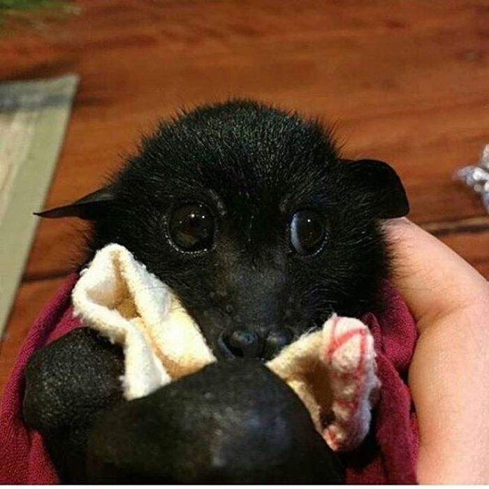 Baby Bat 