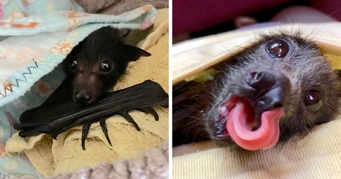 A Bat Rescue Organization Posted These 40 Pics Of Bats Being Cute To Show How Harmless They Actually Are