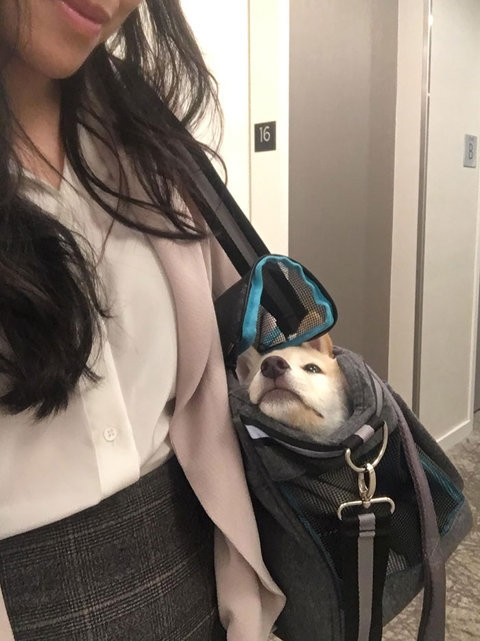 'Mirin From Her Puppy Duffel On The Way To Work