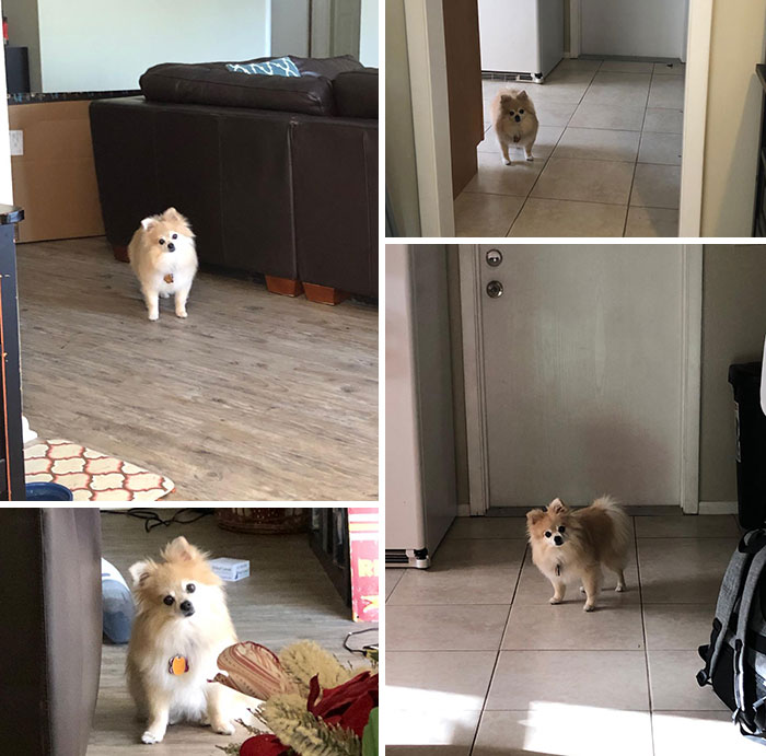 My Dog Isn’t Used To Me Being Home During The Day And Is Just Staring At Me From Different Places Around The House