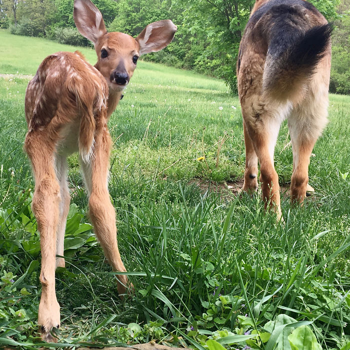 Kind-Hearted Dog Surprises Owner By Comforting The Orphaned Fawns She Rescues