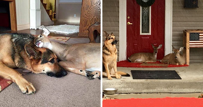 Kind-Hearted Dog Surprises Owner By Comforting The Orphaned Fawns She Rescues