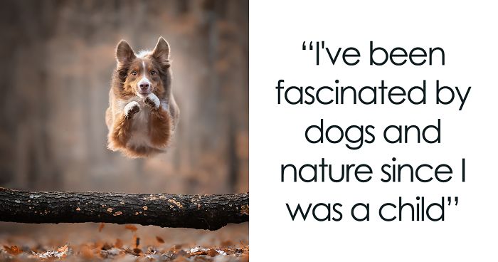 I Combined My Two Favorite Things, Dogs And Nature, To Create These Magical Photos (49 Pics)