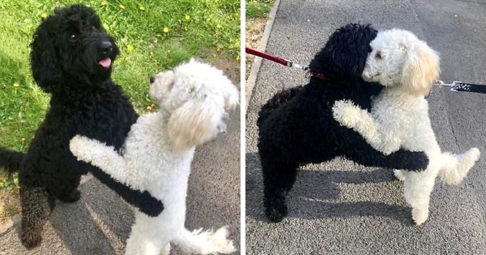 Dogs From The Same Litter Recognize Each Other When They Accidentally Meet On The Street
