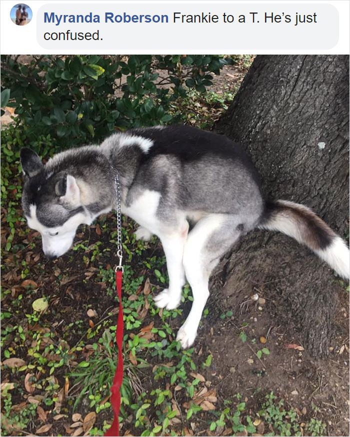 Guy Asks If Other Dogs Poop In Weird Positions Like His Pooch Does, Receives 35 Pics That Answer His Question