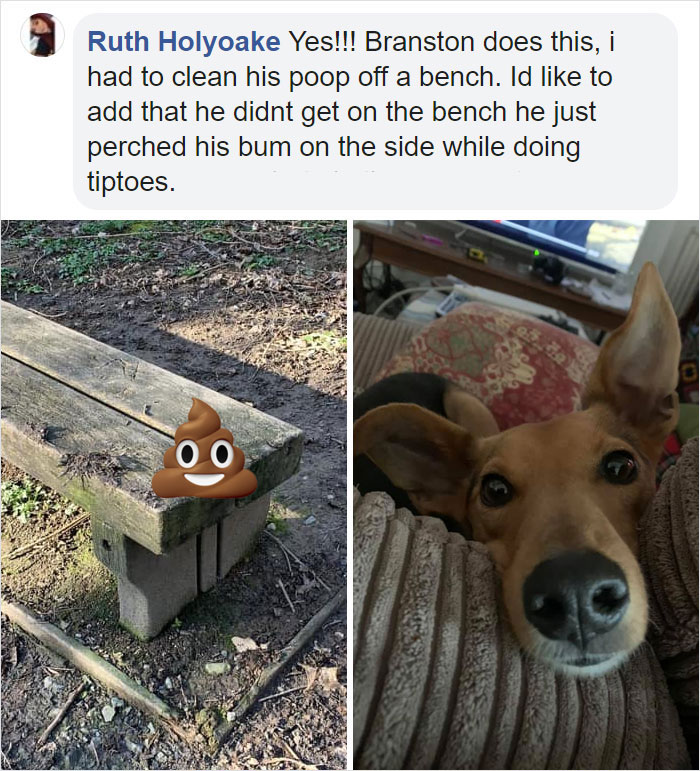 Guy Asks If Other Dogs Poop In Weird Positions Like His Pooch Does, Receives 35 Pics That Answer His Question
