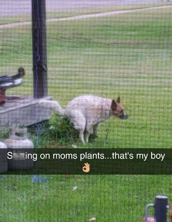 Guy Asks If Other Dogs Poop In Weird Positions Like His Pooch Does, Receives 35 Pics That Answer His Question