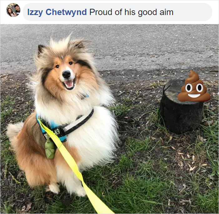 Guy Asks If Other Dogs Poop In Weird Positions Like His Pooch Does, Receives 35 Pics That Answer His Question