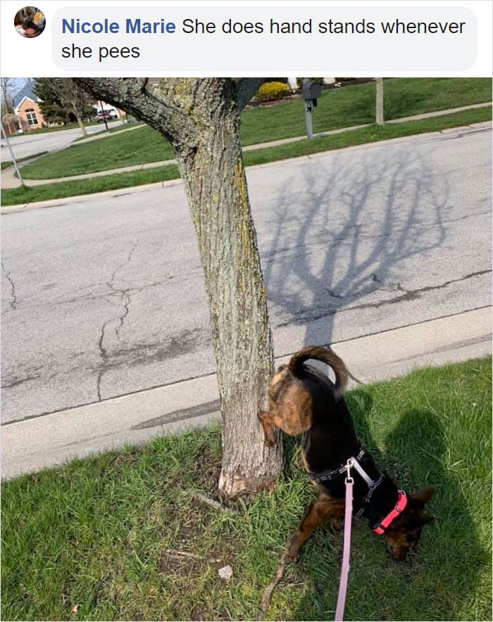 Guy Asks If Other Dogs Poop In Weird Positions Like His Pooch Does, Receives 35 Pics That Answer His Question